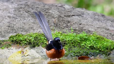 shama de rabadilla blanca bañándose en el bosque durante un día caluroso, copsychus malabaricus, en cámara lenta