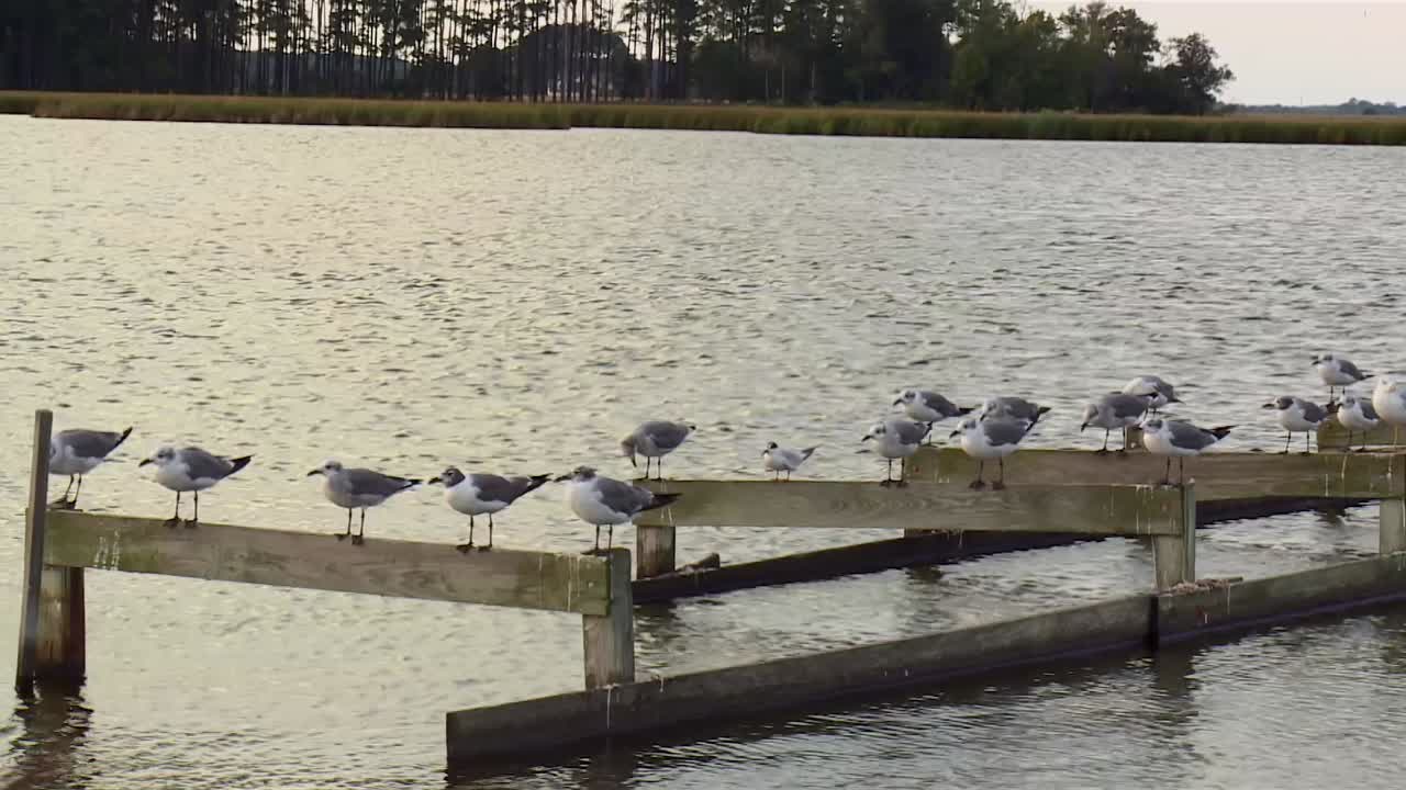 Seagulls Resting On Old Pier In Blackwater National Wildlife Refuge, Maryland - Zoom In