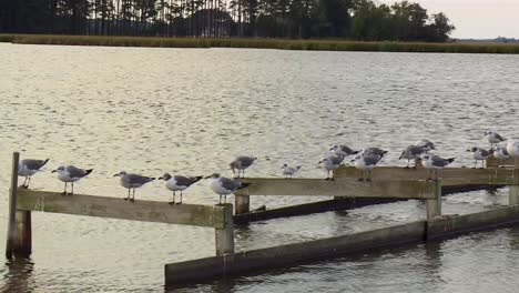 Möwen-Ruhen-Auf-Einem-Alten-Pier-Im-Blackwater-National-Wildlife-Refuge,-Maryland-–-Heranzoomen