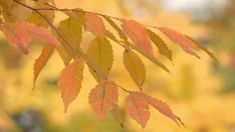 在韓國首爾的秋季,zelkova serrata的鮮<unk>色葉