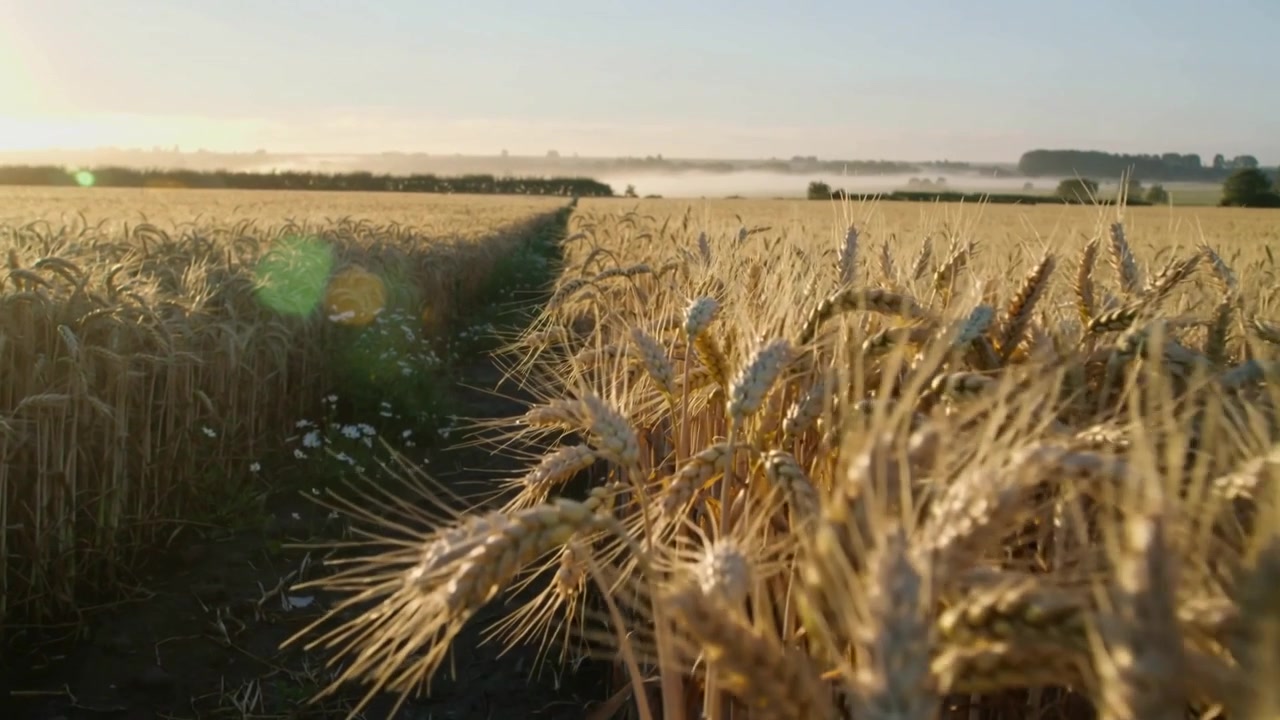 Moving camera dolly starting forward capturing foreground wheat stalks at dirt track with sun flare