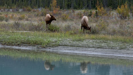 two elk cows standing by calm stream eating grass. static wide shot.