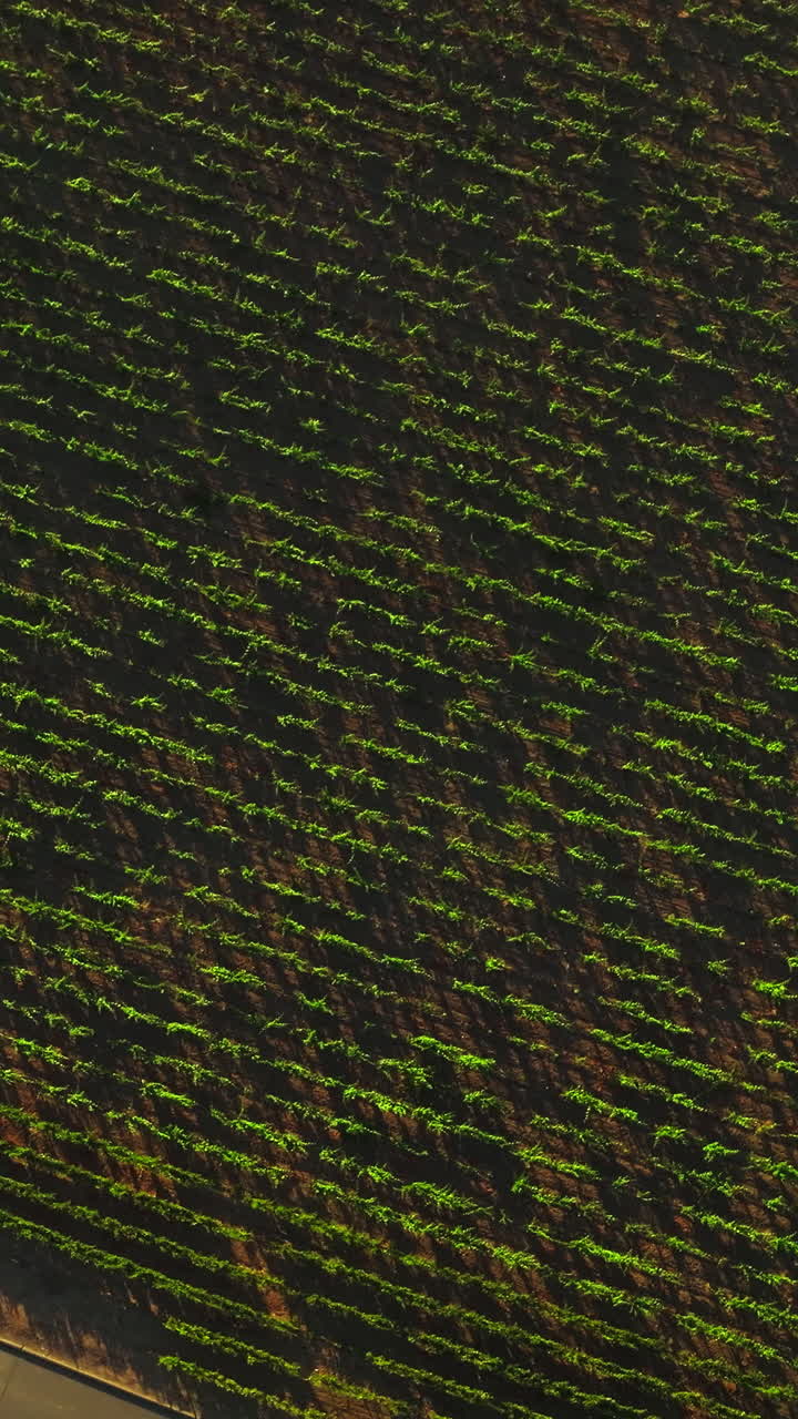 Descending over the vine planted in rows. Green vineyard from aerial perspective on sunny day. Vertical video