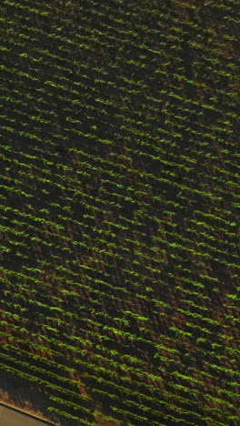 descending over the vine planted in rows. green vineyard from aerial perspective on sunny day. vertical video