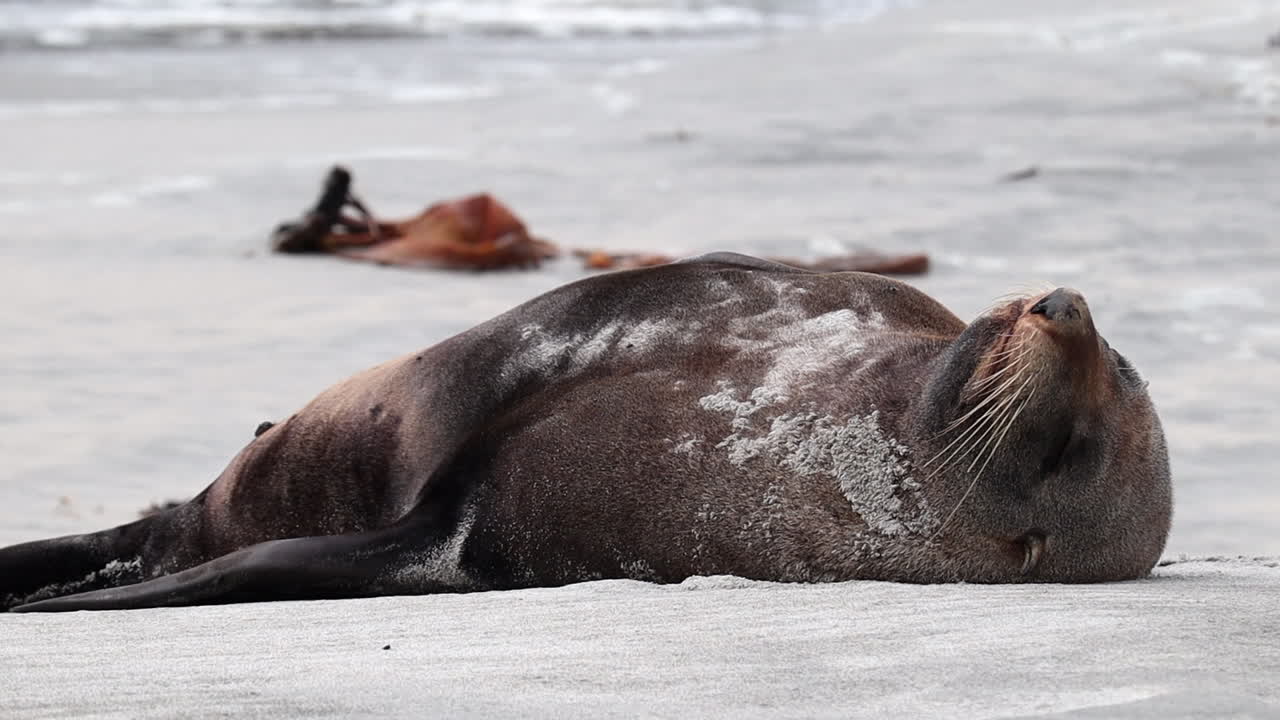 retrato de un león marino de foca en nueva zelanda