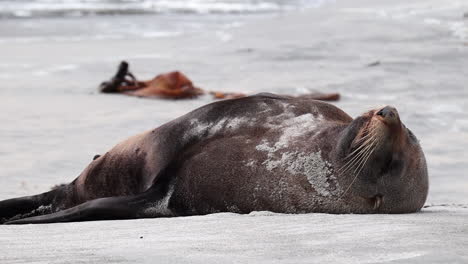 Seals-sea-lion-laying-portrait-in-New-Zealand