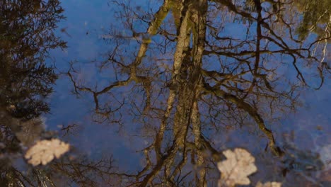 El-Roble-Se-Refleja-En-El-Agua