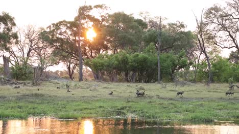 Extreme-Weite-Aufnahme-Eines-Rudels-Wilder-Hunde,-Die-Sich-Während-Des-Sonnenuntergangs-Auf-Der-Anderen-Seite-Eines-Wasserlochs-Ausruhen,-Khwai-Botswana