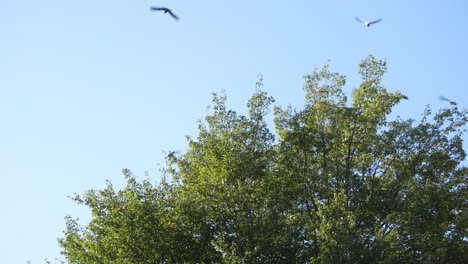 bandada de palomas posadas en ramas de árboles con follaje verde en verano