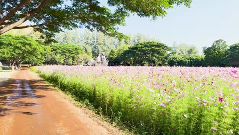 vibrant flowers along a scenic dirt path