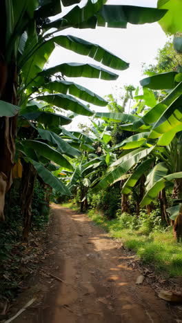 banana plantation path