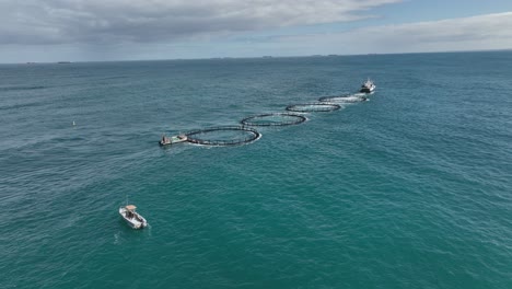 a mid sized marine vessel tows four fish farms along the west australian coast.