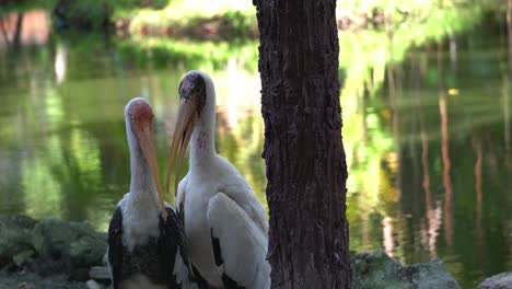 Zwei-Asiatische-Openbill-Stehen-Nahe-Beieinander