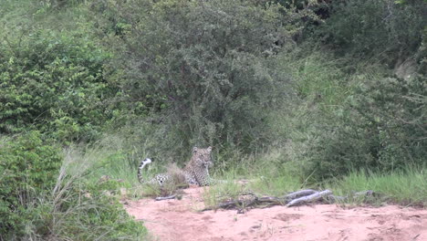 un cachorro de leopardo juguetón persigue y salta sobre su madre