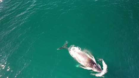 humpback whale diving in the blue sea in nsw, australia - drone shot