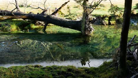 árbol caído en un estanque claro