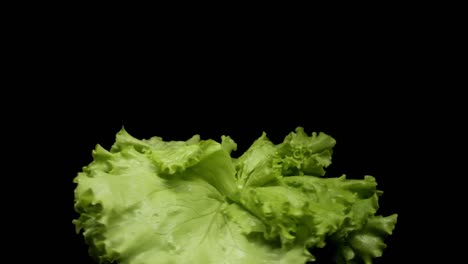 lechuga fresca