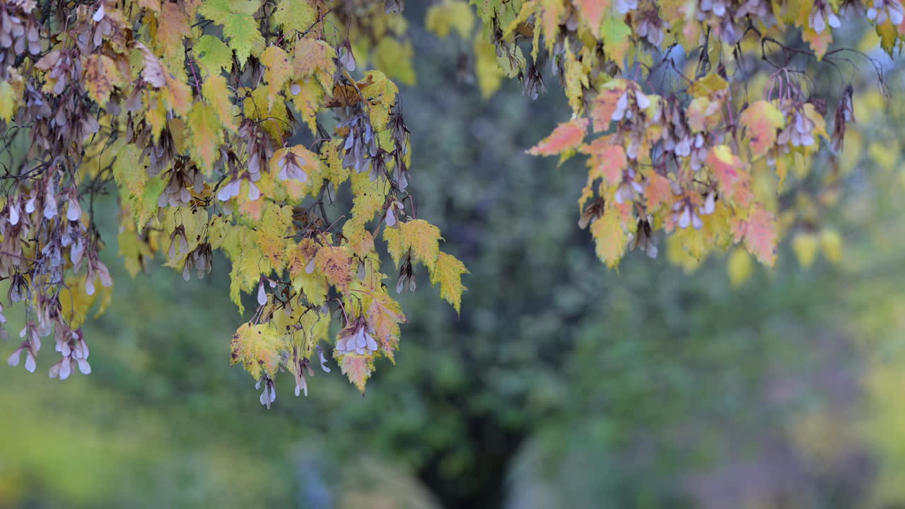 Autumn maple seeds and multicolored leaves hanging from branches