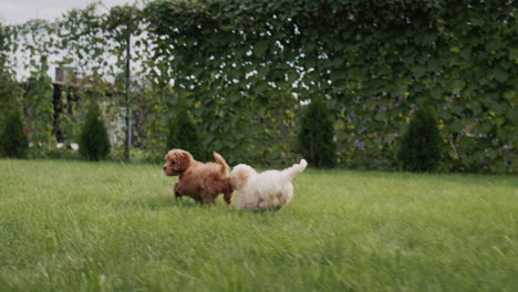 a group of cute maltipu puppies run through the green grass