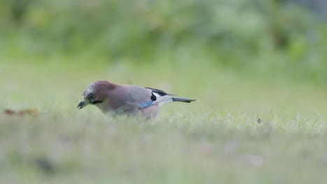 arrendajo euroasiático recogiendo bellotas para el invierno y se las traga
