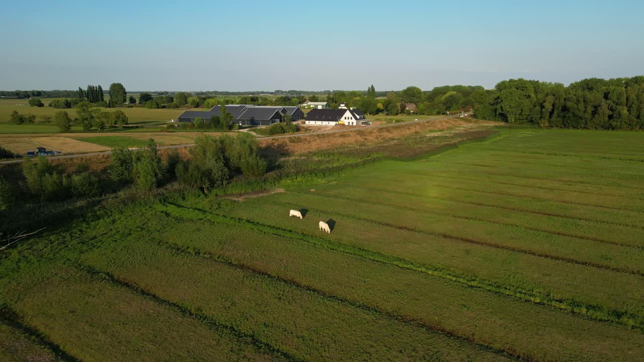 Two White Cattle Grazing In The Green Field Of Arkel Province In South Holland, Netherlands