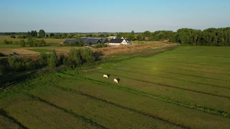 dos ganado blanco pastando en el campo verde de la provincia de arkel en holanda del sur, países bajos