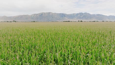 corn field in northern utah 4k