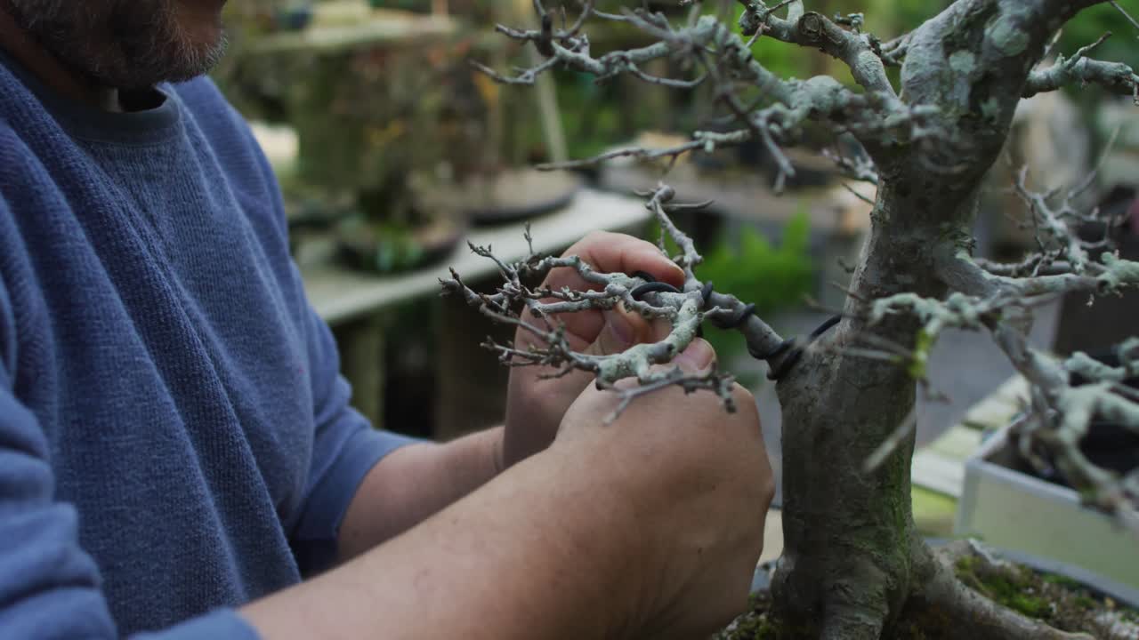 Kafkasyalı erkek bahçıvanın elleri, bahçe merkezinde bonsai ağacına bakım yapıyor.