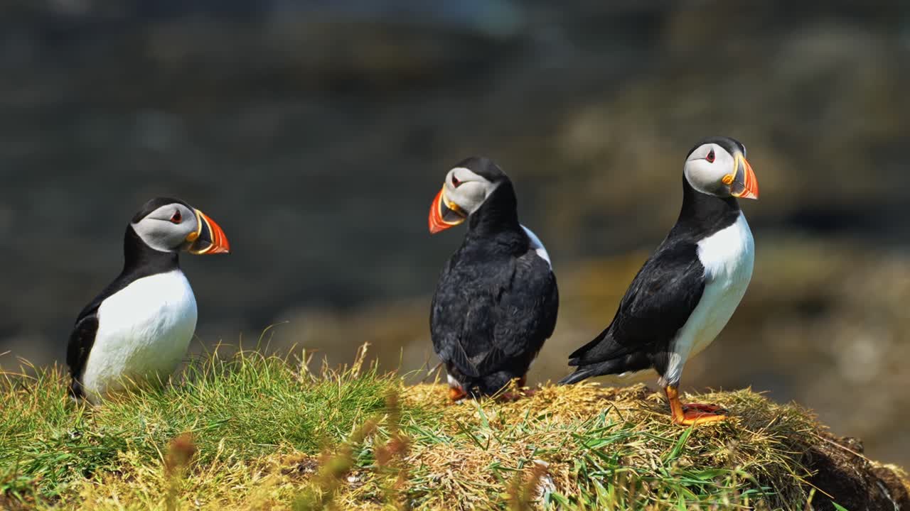 Atlantic Puffins During Breeding Season In The Scottish Highlands. Close-up Shot