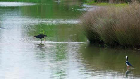 flying-bird-and-walking-bird