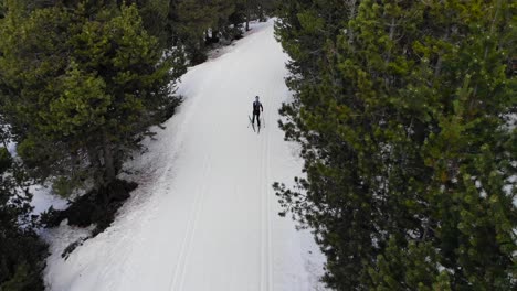 aerial: professional cross-country skier following a ski trail into the woods seen from above