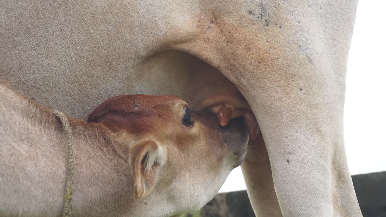 la vaca es un animal domesticado en el hinduismo en la india la vaca es considerada como una deidad
