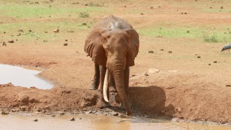 Elefant-Sprüht-An-Einem-Sonnigen-Sommertag-Im-Tsavo-West-Nationalpark,-Kenia,-Wasser-Auf-Seinen-Körper