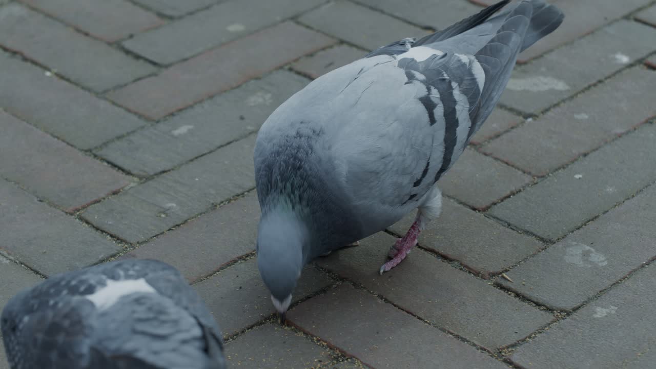 Pigeons birds on the ground pecking, close up view in the dutch city town of Europe Netherlands Rotterdam, evening time