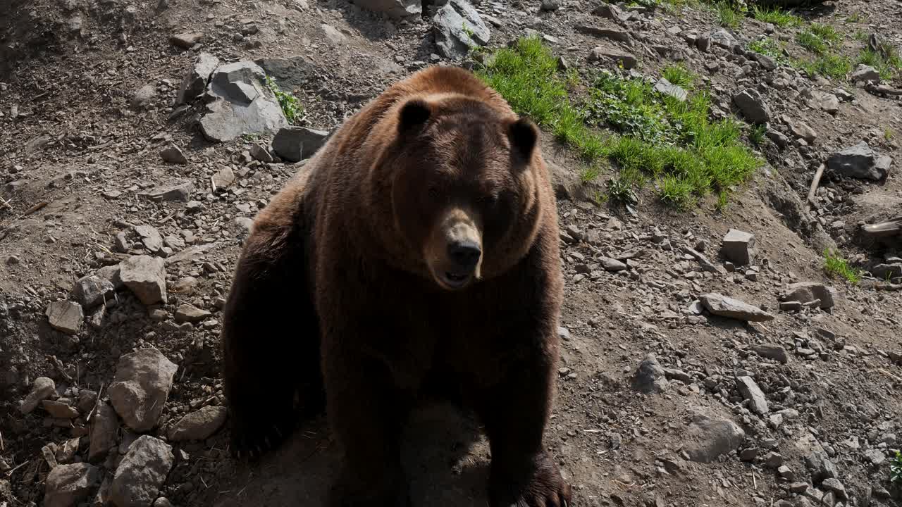 Pohjoisamerikkalainen ruskeakarhu, Sitka, Alaska.