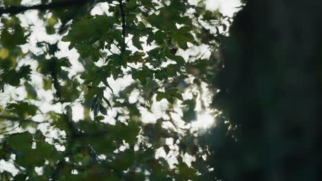 soft sunlight shining through green leaves in a tranquil forest at lonjsko polje krapje
