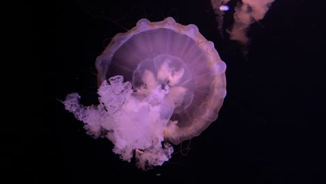 Chrysaora-Hysoscella,-Medusas-De-Brújula-Nadando-En-El-Acuario-Del-Zoológico-Con-Fondo-Negro