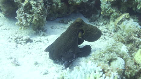 pulpo junto al arrecife de coral del mar rojo de egipto