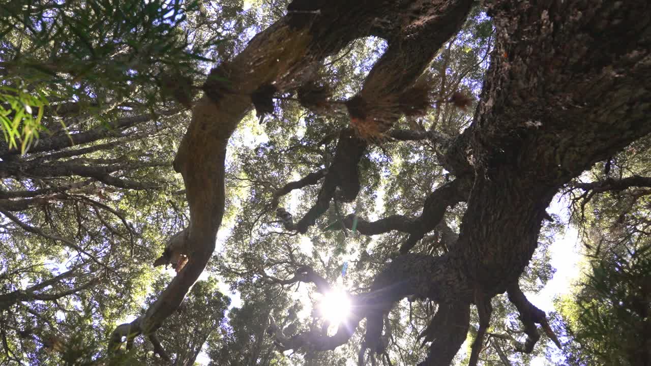 Slow motion shot of native forest trees backlit from below on a sunny day. Northen Patagonia.