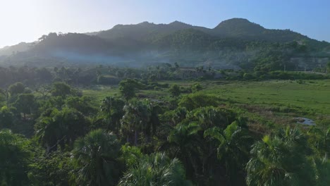 lush forest near amber cove, puerto plata in dominican republic