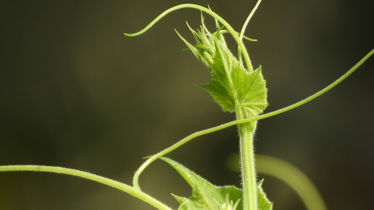 hoja de calabaza verde en el viento