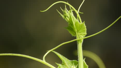 Hoja-De-Calabaza-Boole-Verde-En-El-Viento-