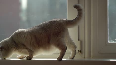 concept of hunting a domestic cat. cat walks the windowsill and eats the food. path from pet food.