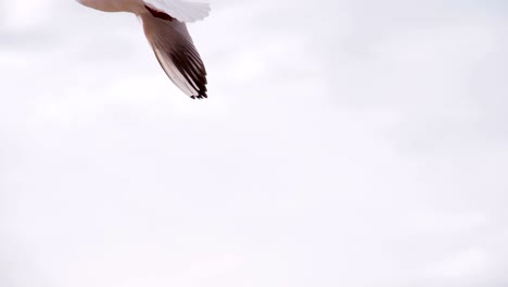 soaring sea bird