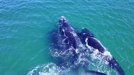 Drone-view-of-Southern-Right-whale-mating-group-courtship-at-ocean-surface