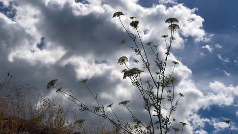 Malerischer-Blick-Aus-Der-Bodenperspektive-Auf-Schwankende-Pflanzen-Mit-Herrlich-Frischer-Luft-über-Dem-Himmel