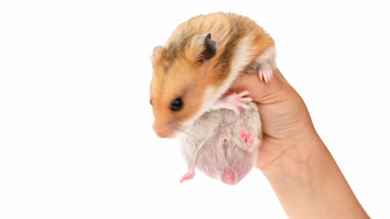 색 배경에 작은 갈색 황금 털이 있는 햄스터를 들고 있는 아이. 애완동물, 포유류, 설치류, 시리아 햄스터. 가까운 손으로 재미있는 가축. 애완 동물에 대한 보살과 사랑의 개념. 귀여운 햄스터