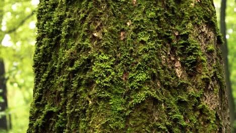 tilt down showing a moss covered thick tree, towards the wet, rusty looking ground