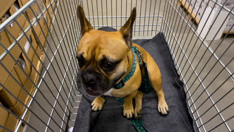 French-Bulldog-Seated-In-A-Grocery-Pushcart-Curiously-Looking-Around