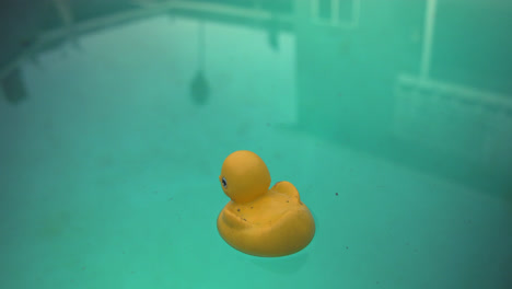 a yellow toy duck floating in a swimming pool